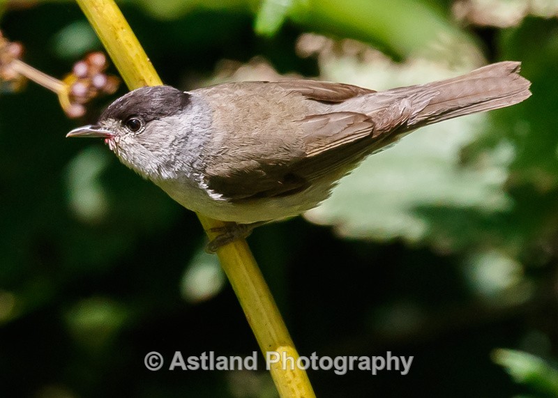 Astland Photography, Bird and Wildlife Images, Susan and Peter Wilson, U.K.