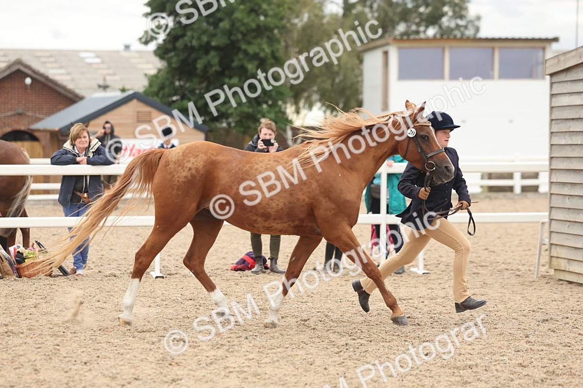 SBM_19287 - Class 317 - IH Pure Bred Horse-Pony