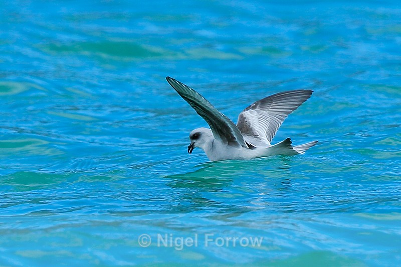 Fork-tailed Storm Petrel feeding on the water, Canada - Fork-tailed Storm Petrel