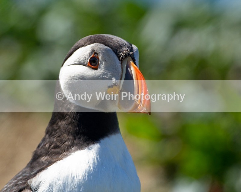 20120531-_MG_9859 - Puffin