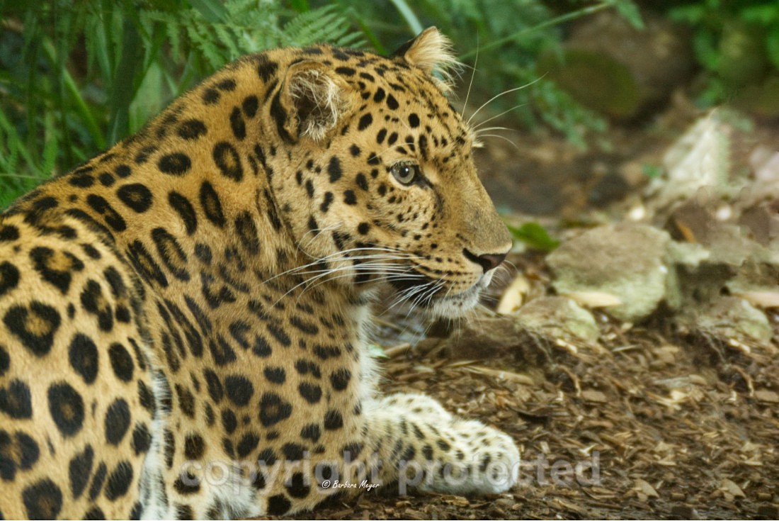Amur Leopard - Crispin - Big Cats