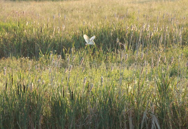  - Birds, swans and gulls