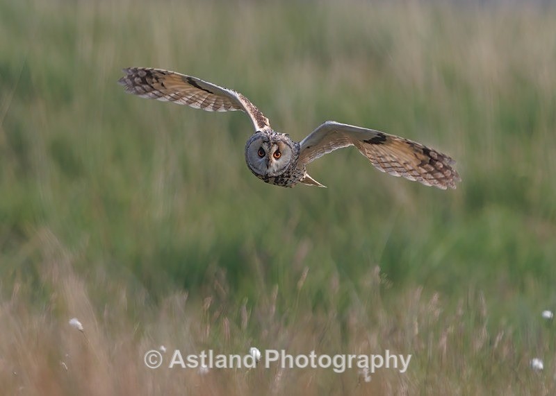 Long-eared owl - Latest Images