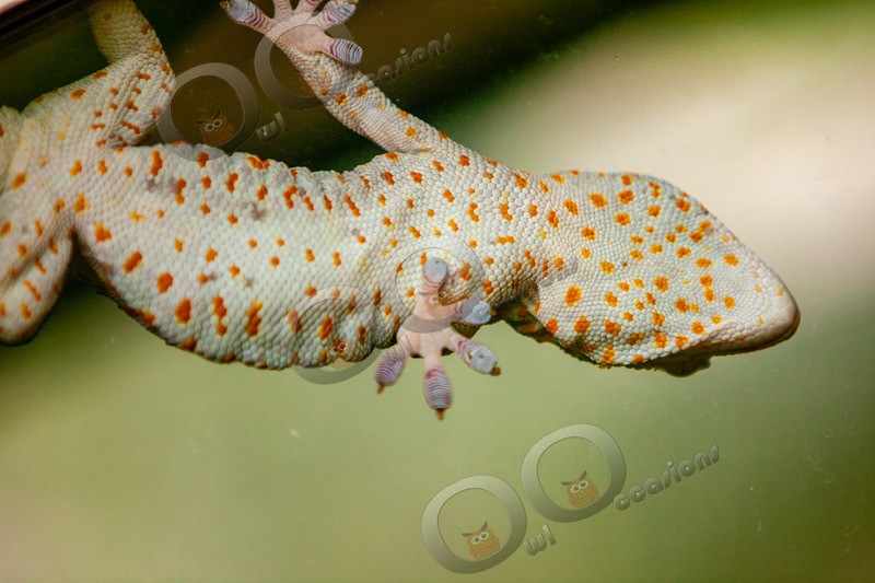 tokay Gecko gekko gecko-8745 - Pet Photography