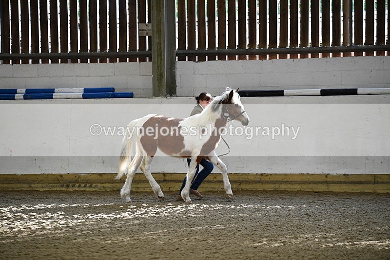 WJ5_3383 - Class 1 Youngstock