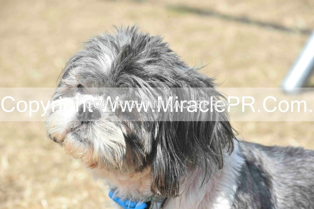 SH4_0091 - Dog show.