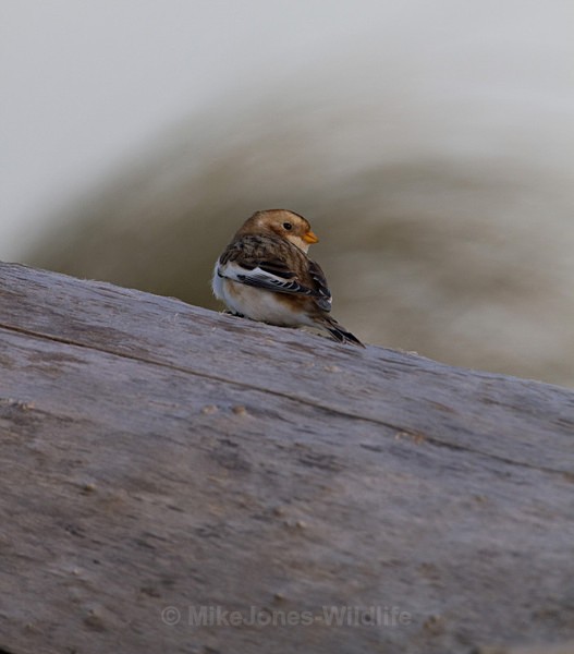 SNOW BUNTINGS - SNOW BUNTINGS
