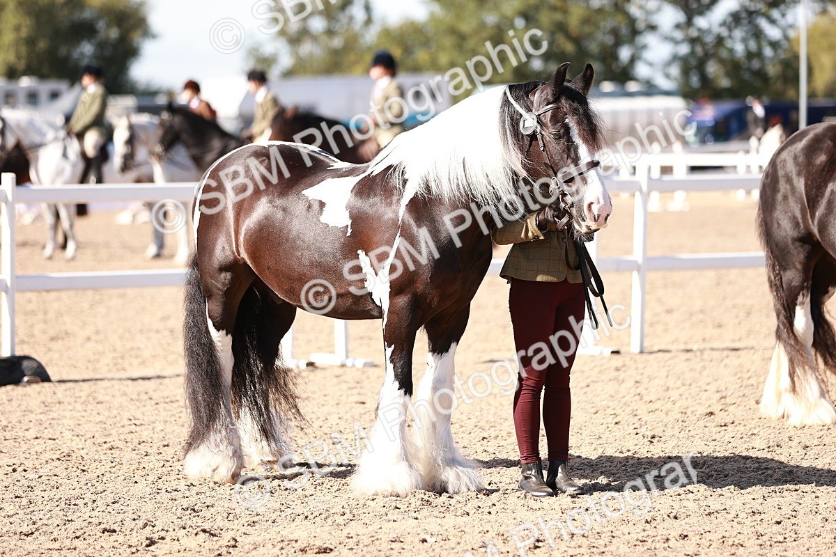 SBM_12595 - Class 404 - IH Traditional - Native Cob