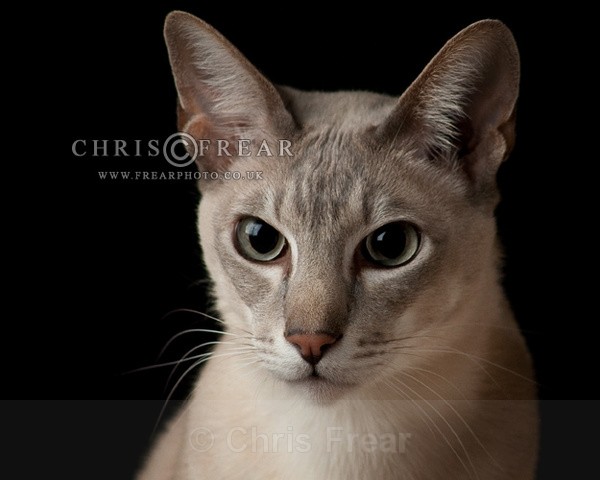 Cat II - Animals/ Wildlife