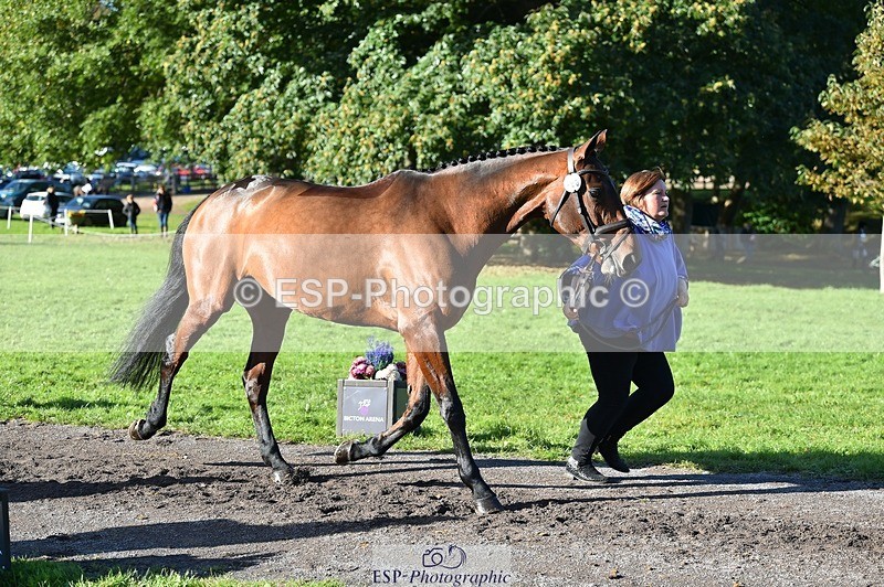 231022-105610-23598 - 406-BALLYCREEN.MILADY-Georgina.Brown-TrotUp+SJ