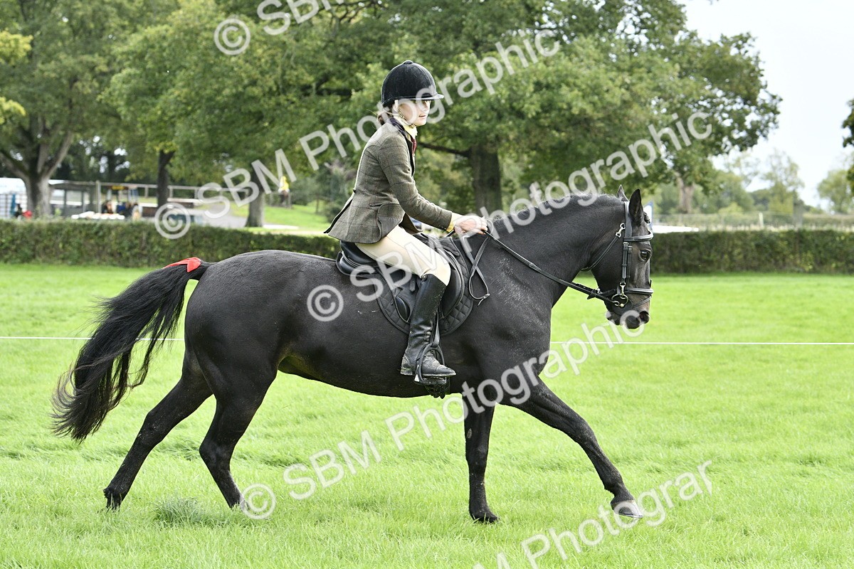 SBM_41597 - S32 - Mountain & Moorland Working Hunter Pony