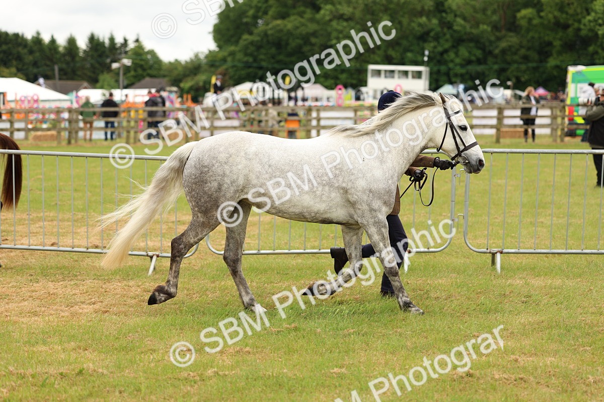 SBM_04182 - Class 64-67 - Shetland Pony In Hand
