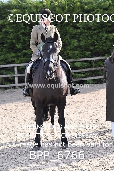 BPP_6766 - RING 1  (RIDDEN HORSES / IN HAND / VETERAN ETC)