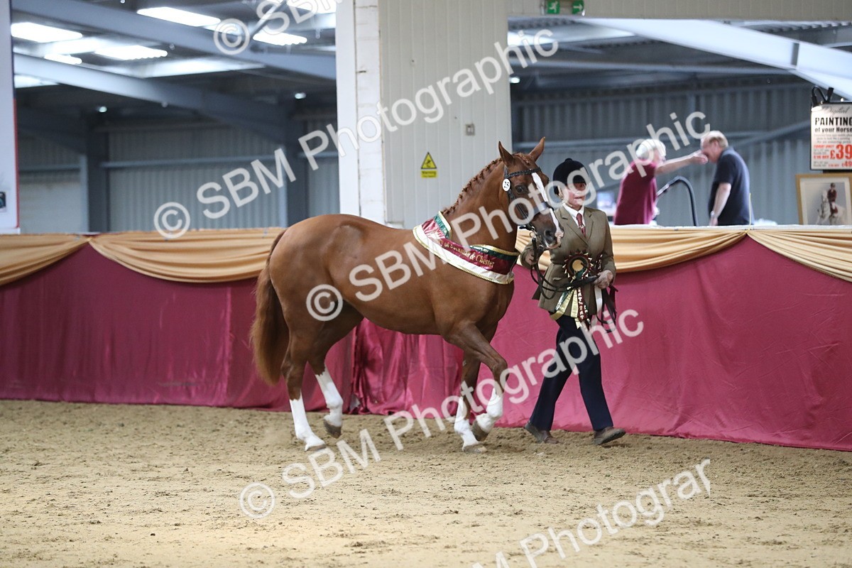 SBM_06613 - Regional IH Champ