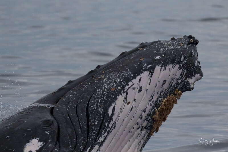 0A3A7019. Nose only 3 - 2023 Whale Photos