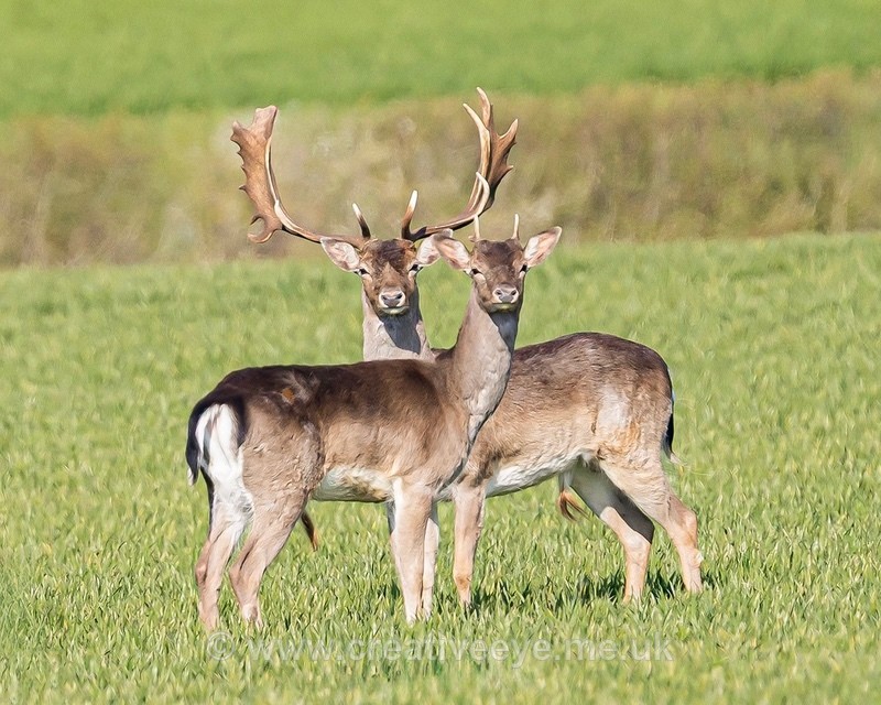 No 0100 Fallow Deer - Animal world