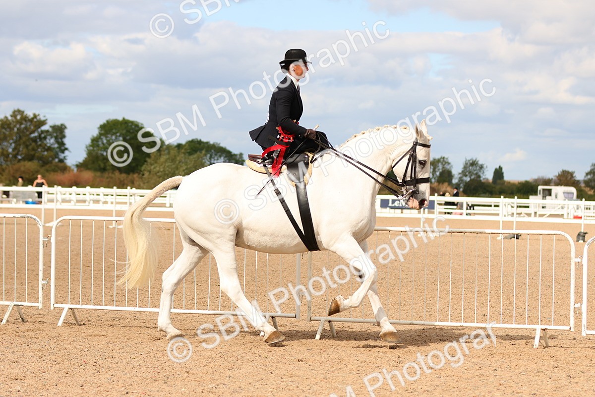 SBM_15924 - Class 216 - Best Side Saddle Horse-Pony