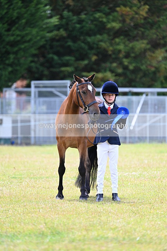 WJ7_6692 - Class 5 Handsome Gelding in hand