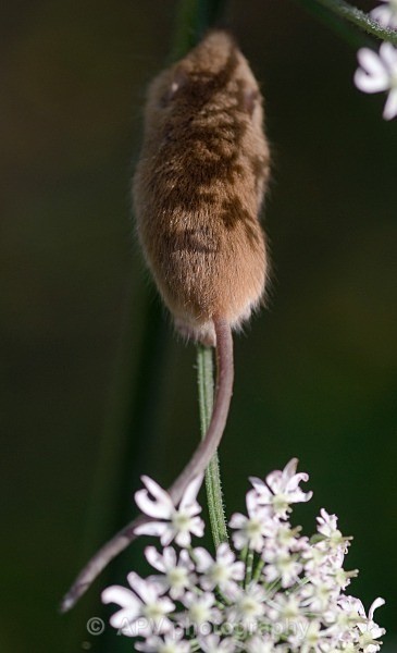 _DSC8340 - Bob's Harvest Mice.