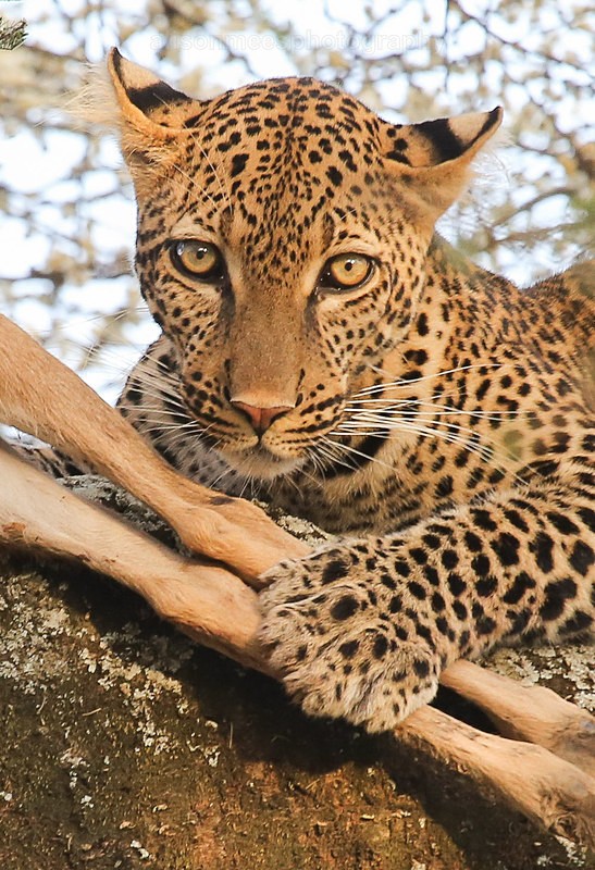  - African Safaris