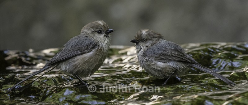 Bushtit pair, male and female - Backyard Bathing Birds
