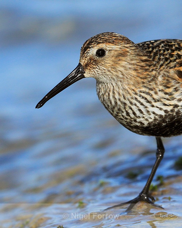 Dunlin (breeding plumage) close-up at Farmoor - Dunlin