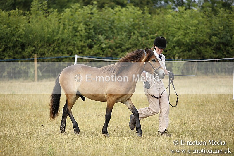 _C7A9593 - BVRC Sow 2018 Ring 2