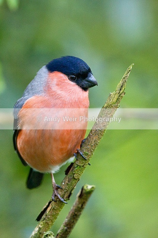 20120421-_MG_9575 - Bullfinch