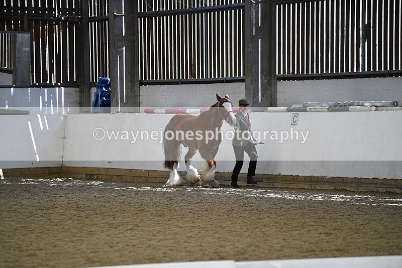 WJ5_5300 - Class 8 In hand cob