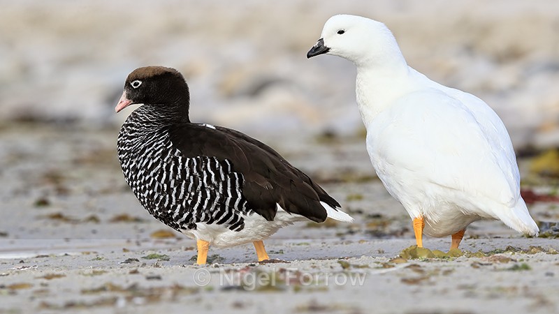 Kelp Geese (male and female), Carcass Island, Falklands - Kelp Goose
