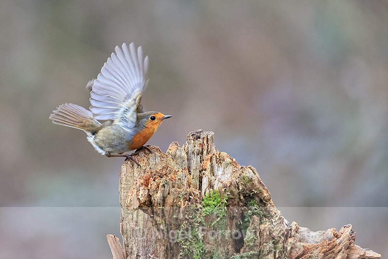 European Robin raised wings, Otterbourne, Hampshire - Robin