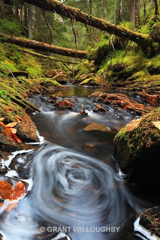 Ravens rock gorge - Woods Trees Gorges and Waterfalls