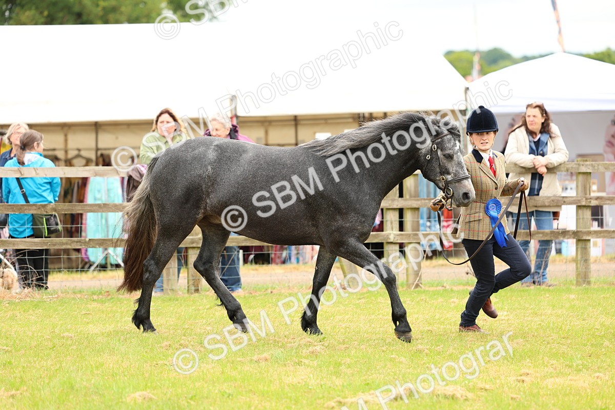 SBM_04144 - Class 64-67 - Shetland Pony In Hand