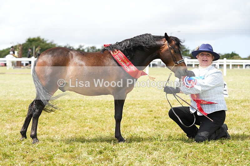 DSC06655 - Miniature Horse Championship