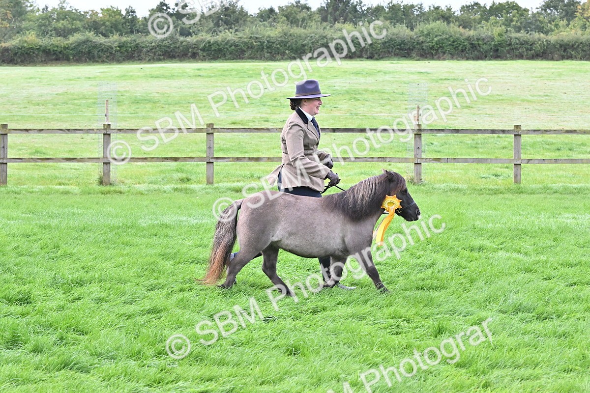SBM_57017 - S45 - Coloured Pony In Hand