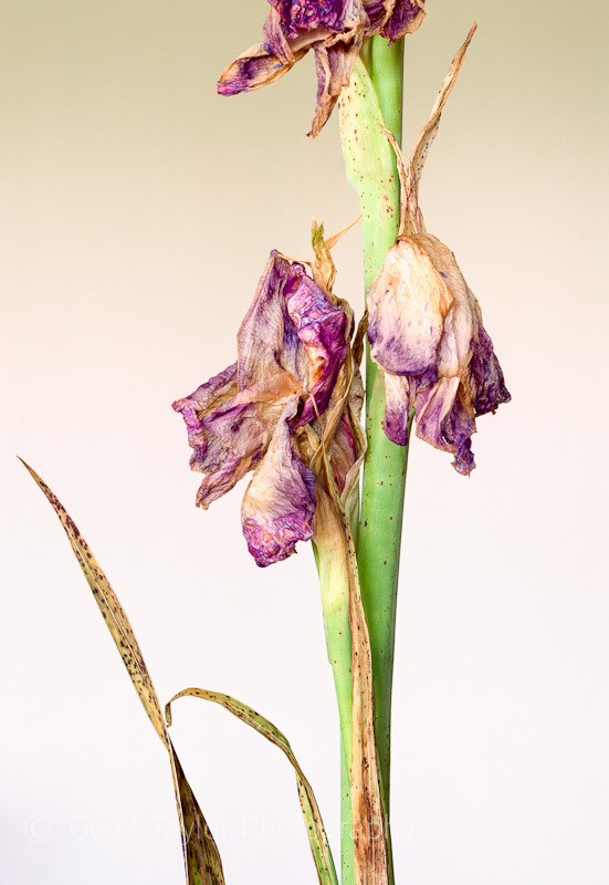 Gladiolus Lilac - Shropshire Gladioli