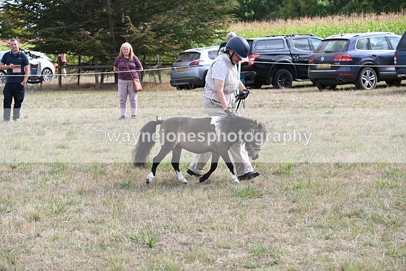 WJ6_7013 - Class 21 Shetland & Mini Horses