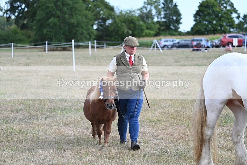 WJ7_8306 - In-hand Championship