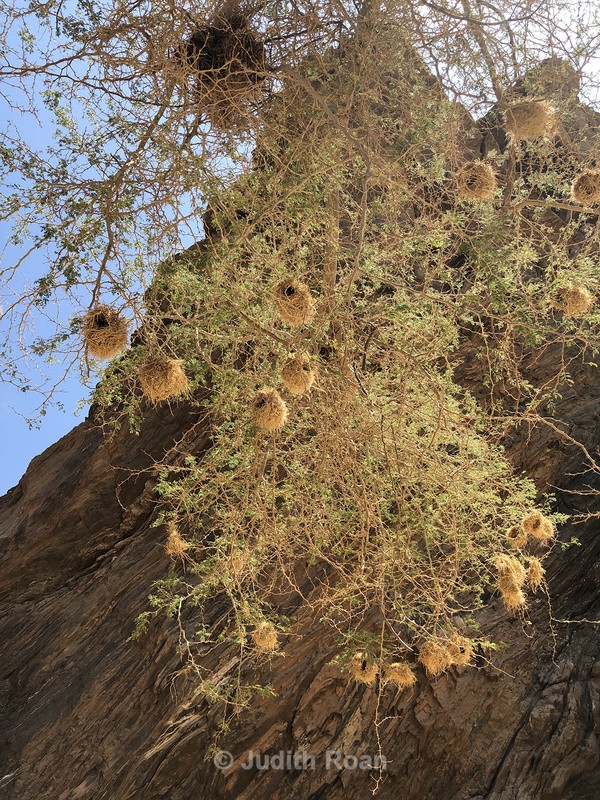White-browed Sparrow Weaver nests - Namibia 2022