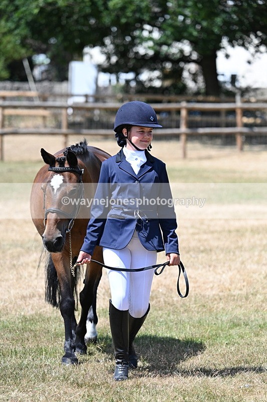 WJ7_2215 - Class 5 Most Handsome Gelding (up to 14.2hh) in hand