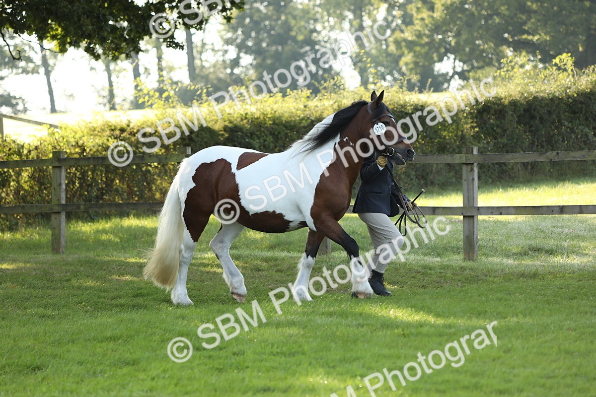 SBM_60887 - S43 - Coloured Pony In Hand