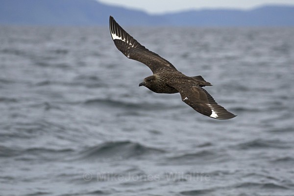 ' BONXIE ' GREAT SKUA - ISLE OF MULL WILDLIFE, Wildlife images from the Inner Hebrides