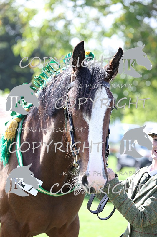 APP_3173 - Class 3 Youngstock