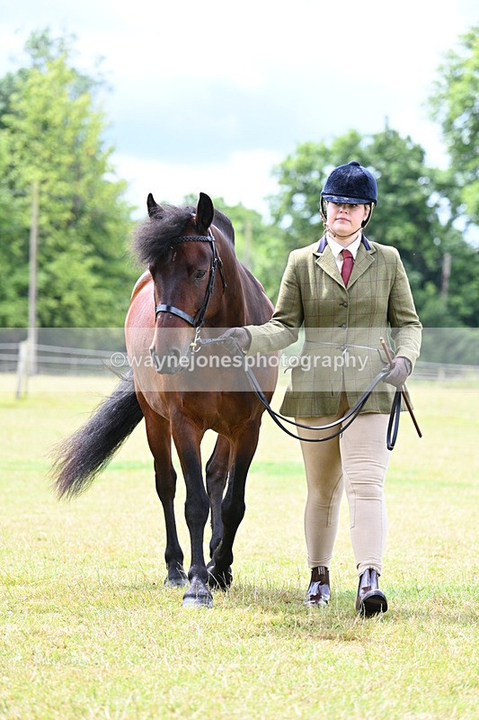 WJ7_6582 - Class 5 Handsome Gelding in hand