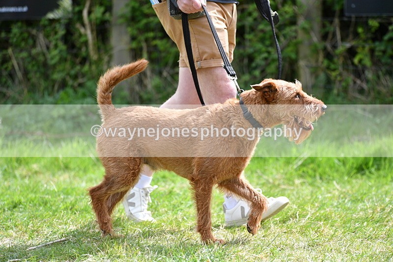 WJ5_9651 - Class 3 Most Handsome Dog