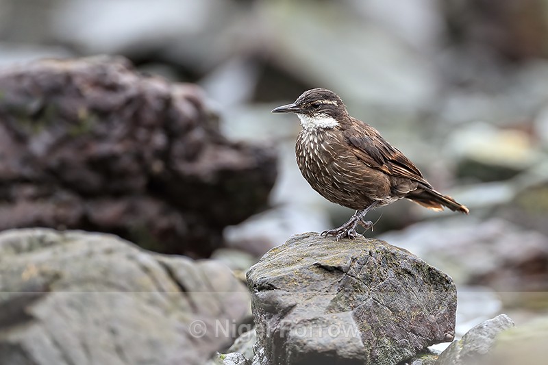 Seaside Cinclodes side view, Chanaral de Aceituno, Chile - Seaside Cinclodes
