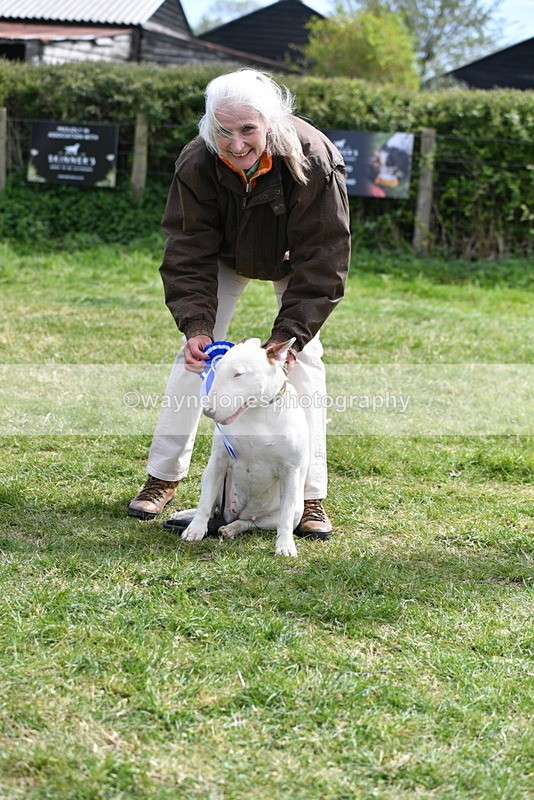 WJ5_0637 - Class 7 Best Terrier
