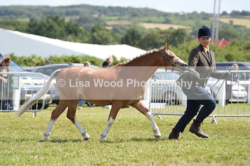 DSC07304 - Class 68: NPS SHP Youngstock