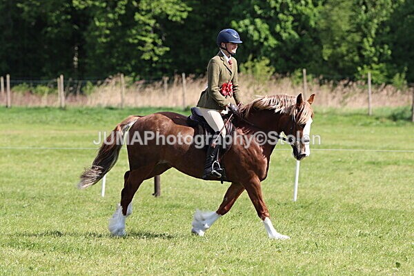 IMG_4934 - Working Hunter