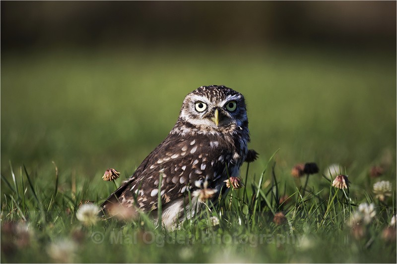 Little Owl - Flora & Fauna